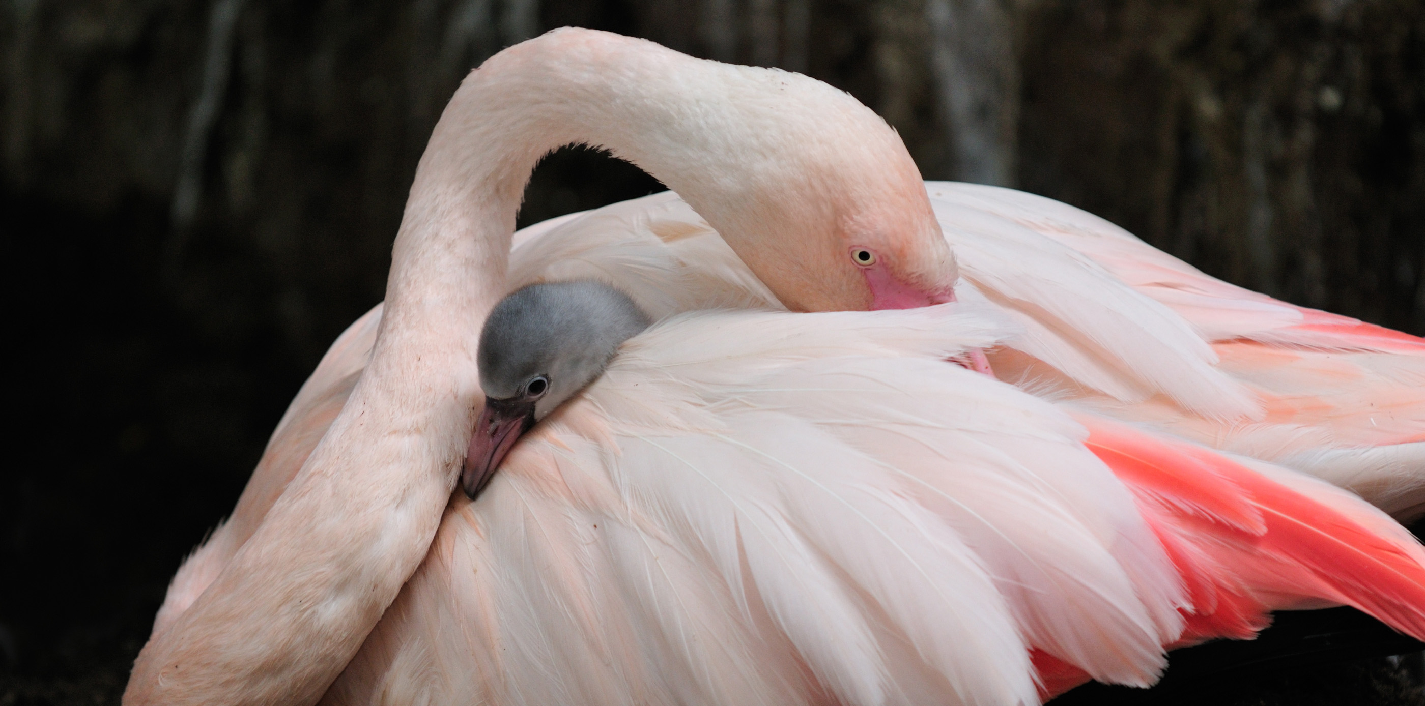 ROZE VOGELS MET ZILVEREN RINGEN